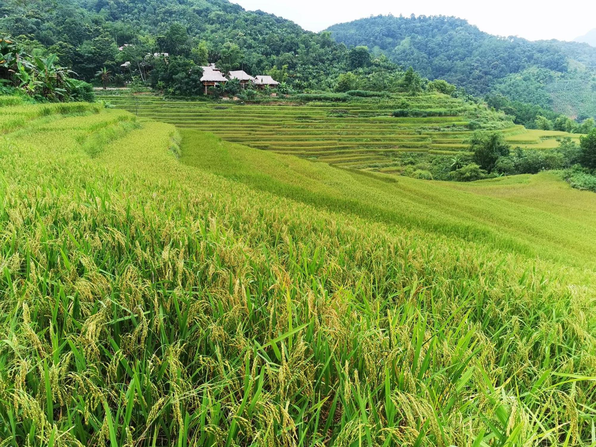 Pu Luong Natura Rom bilde